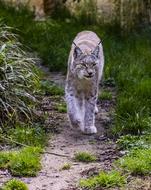 Lynx Mammal Zoo