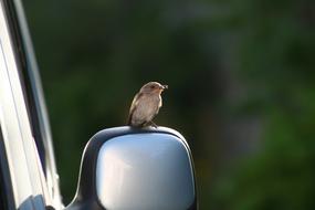 Bird Car Vehicle