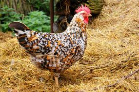 Hen Bird Farm