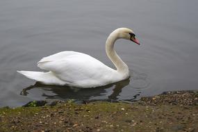 Bird Swan Water