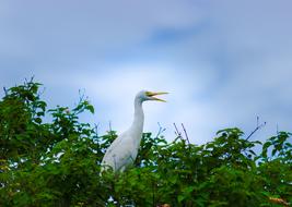 Cattle Egret Bird Animal