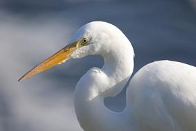Great Egret Waterfowl Bird