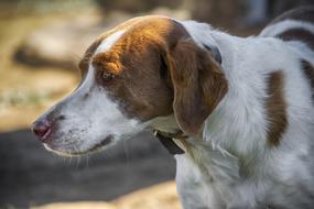 Animal Dog Domestic