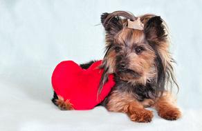 Yorkshire Terrier Dog Heart