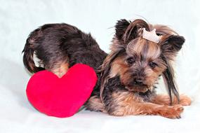 Yorkshire Terrier Dog Heart