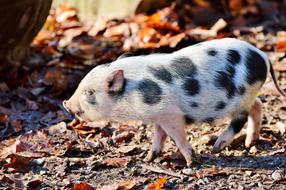 Pot Bellied Pig Piglet Young