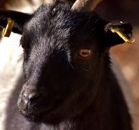 Billy Goat Animal