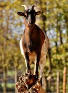 Billy Goat Animal