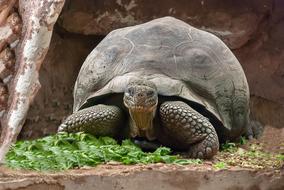 big turtle with a smile
