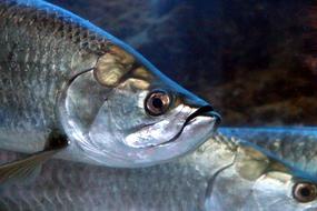 Fish Head Underwater