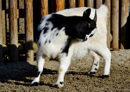 Dwarf Goat Domestic