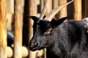 black goat at the fence