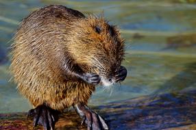Nutria Rodent Water Rat Species Of