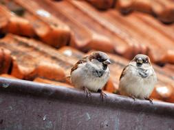 Sparrow Bird House