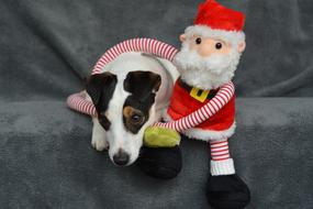 Jack Russel Christmas St Nicholas