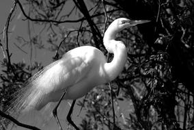 Great White Egret Heron Bird monochrome photo