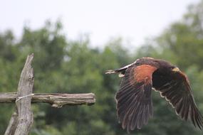flying wild falcon