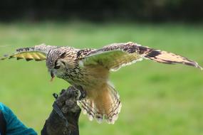 Owl Fly Bird
