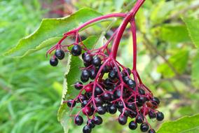 black berries on a branch in the garden