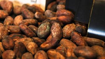 roasted chocolate beans
