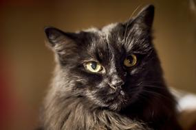 Cat Kitty Pet