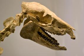 Skeleton Dinosaur Museum fossil