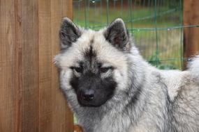 furry guard dog