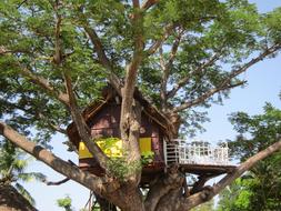 Tree House Play