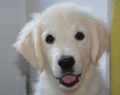 Dog Golden Retriever Portrait