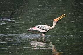 Painted Stork Stock Calligraphic