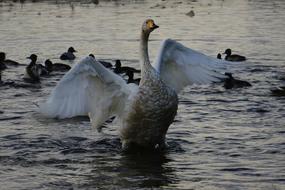 Animal Morning Pond