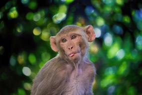 The Rhesus Macaque Monkey Mammal
