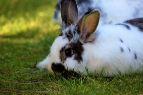 Rabbit Hare Animal
