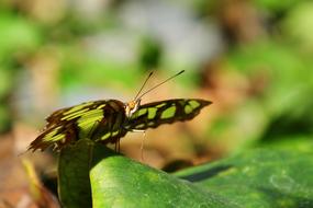 Malachite Butterfly