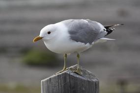 big seagull on the fence