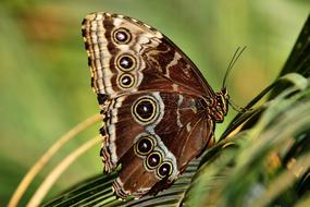 Owl Butterfly Insect closeup photo