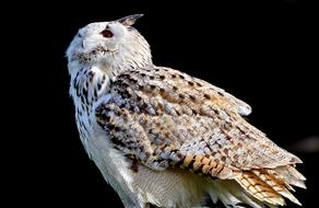 Barn Owl Raptor