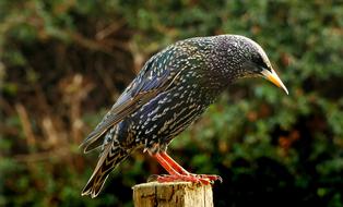 Starling Bird Feather
