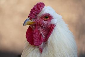 Hahn Chicken Bird