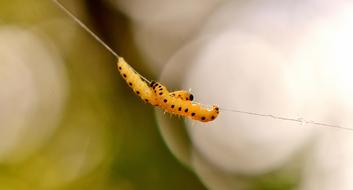 Larva Wax Moth Galleriinae
