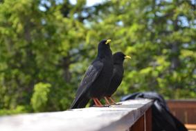 Dig Birds Crow