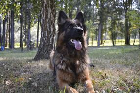 The German Shepherd dog