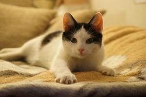 Cat Kitten Animal
