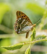 Butterfly Silver-Washed-Fritillary