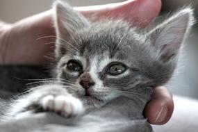 Chartreux Hybrid Cat