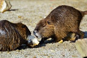 Nutria Rodent Water Rat Species Of