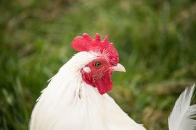 Hahn Chicken Bird