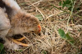 Chicks Chicken Bird