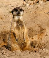 sweet Meerkat Mammal