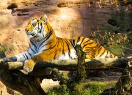 tiger in a lake with leaves